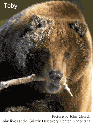 Woodend Teddy Bear Show